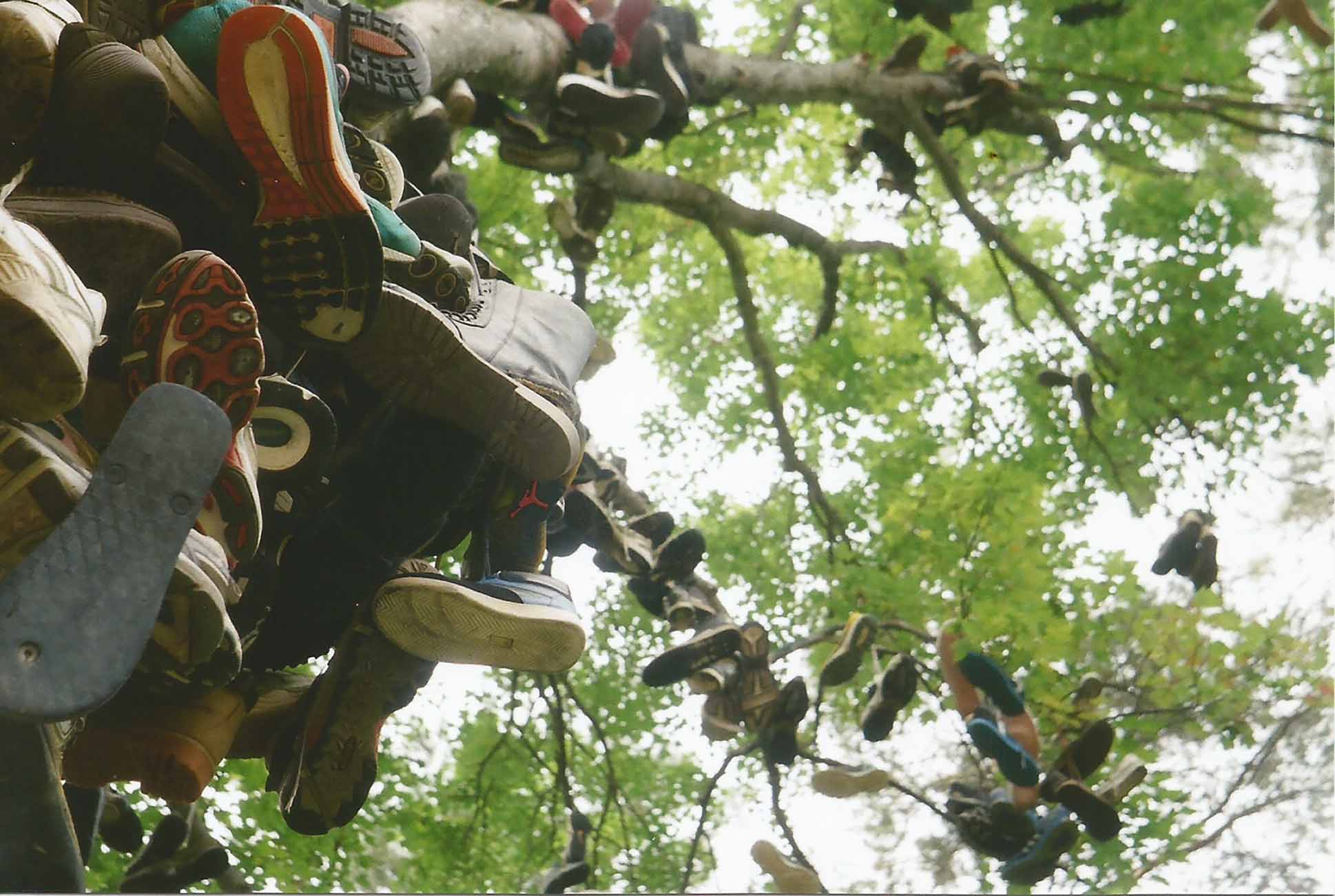 Shoe Tree