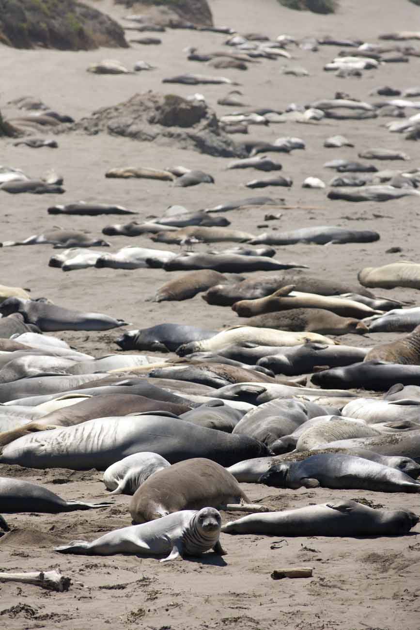 Sea Lions