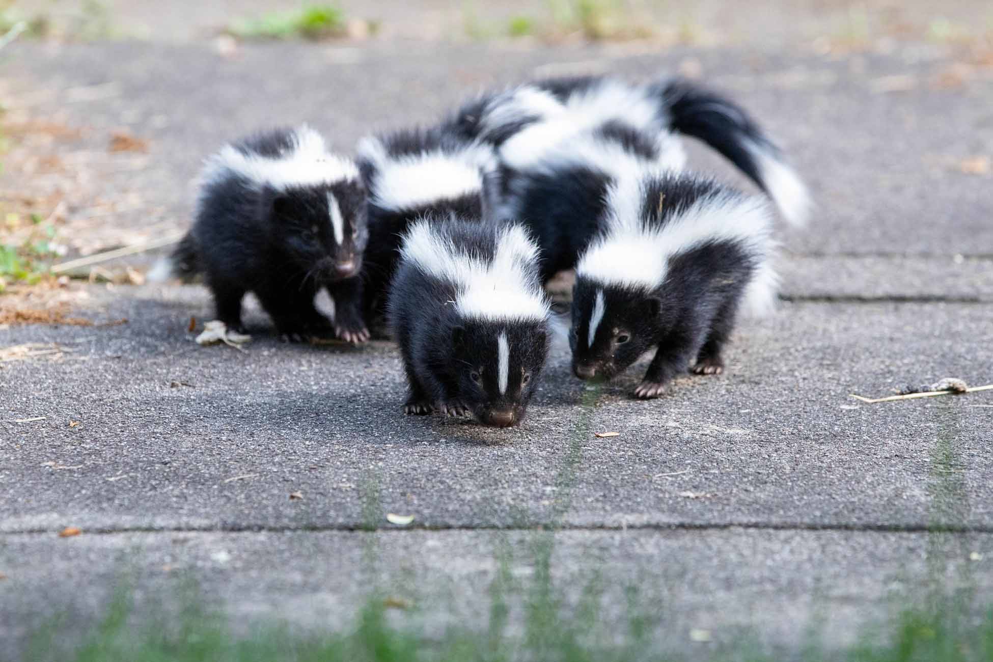 Baby Skunks