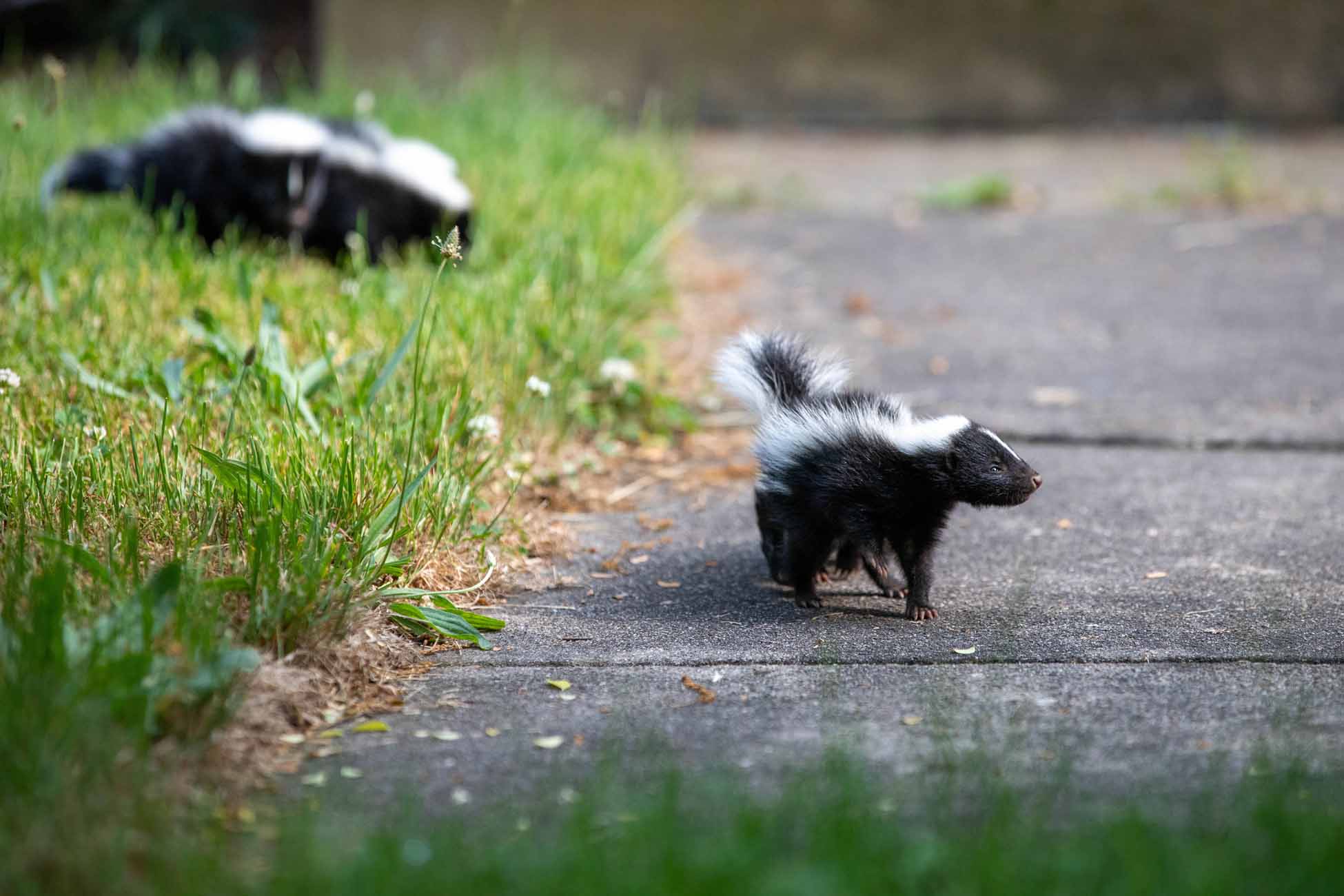 Baby Skunks