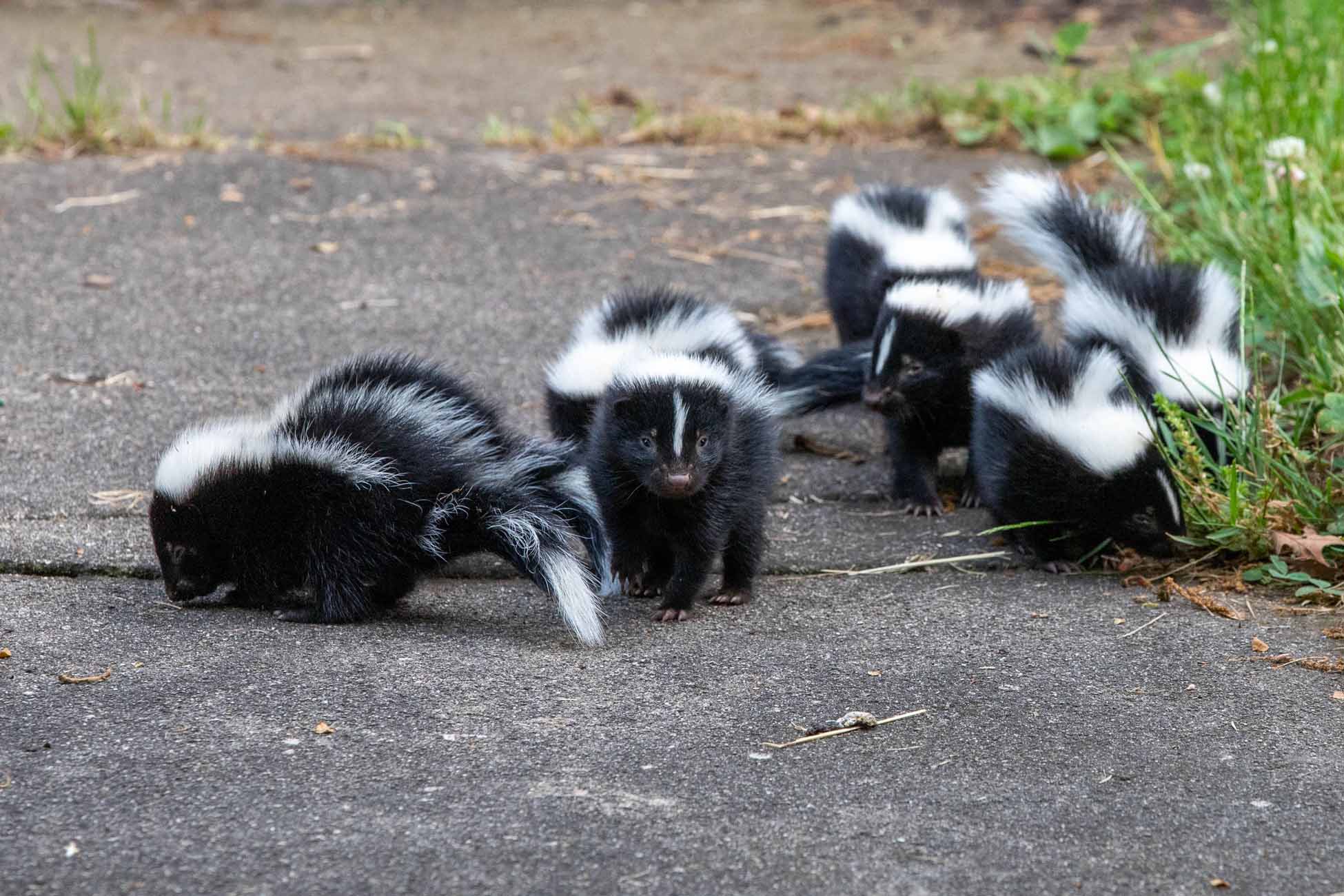 Baby Skunks