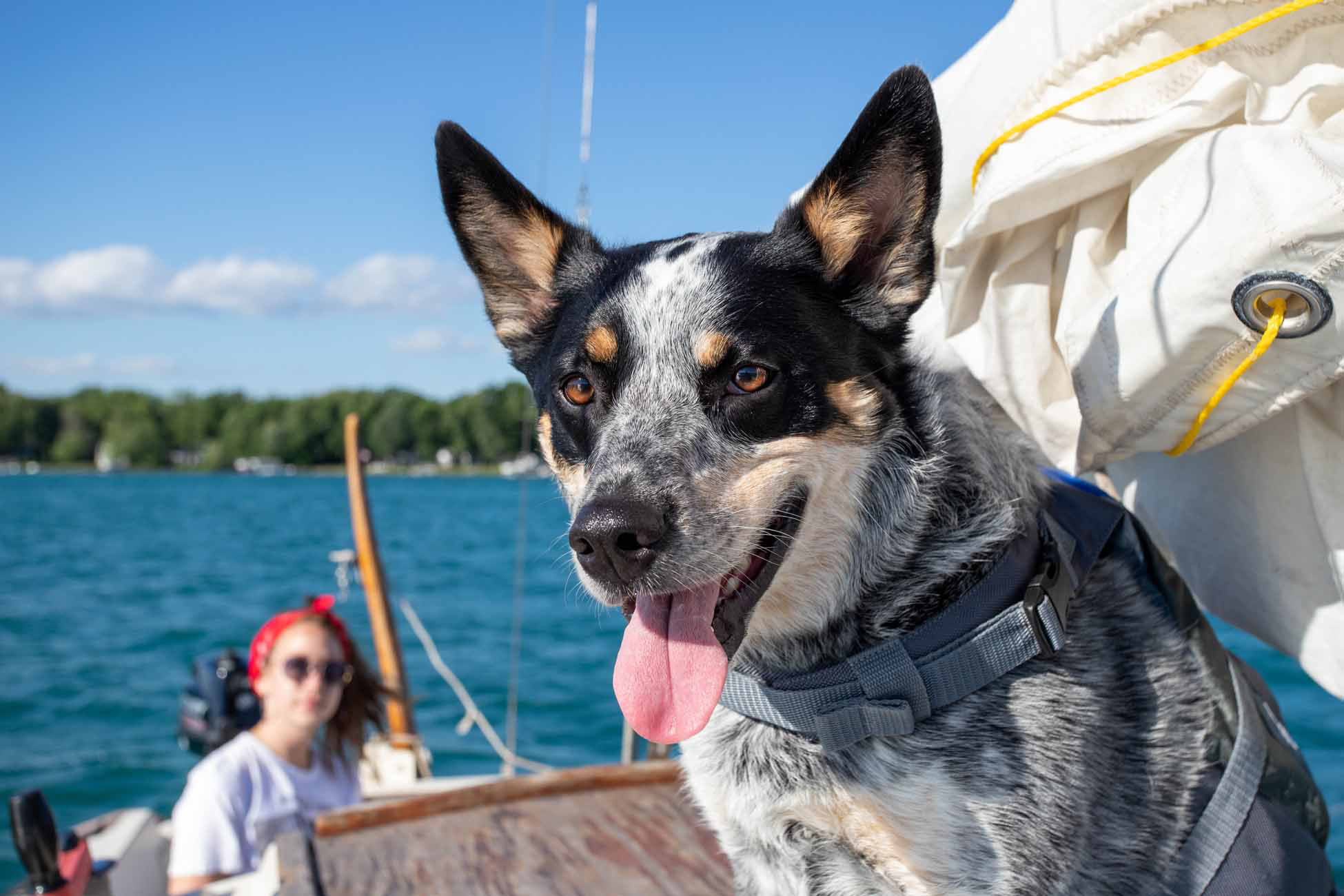 Dog and Girl Sailing